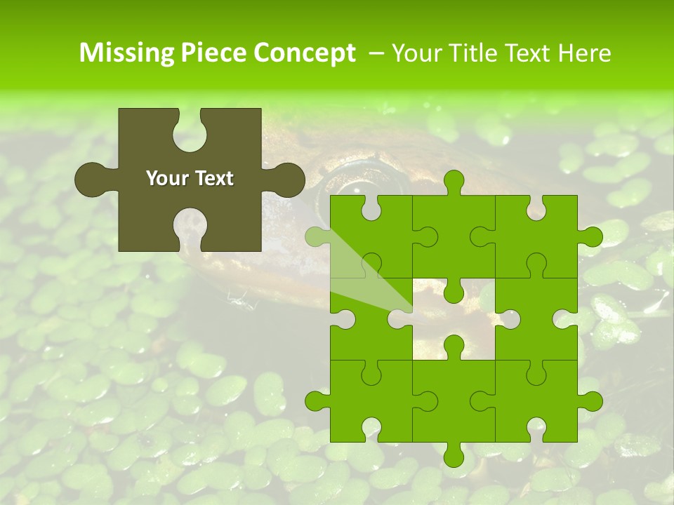 Common Frog (Rana Temporaria) 06 PowerPoint Template