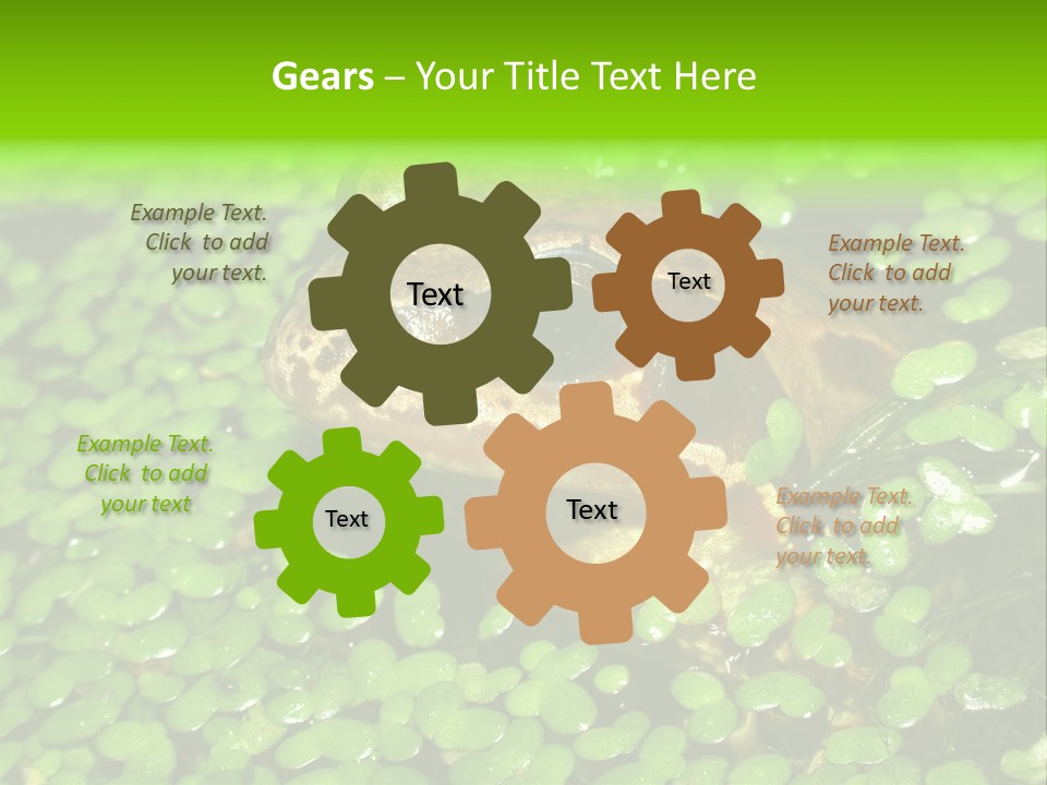 Common Frog (Rana Temporaria) 06 PowerPoint Template