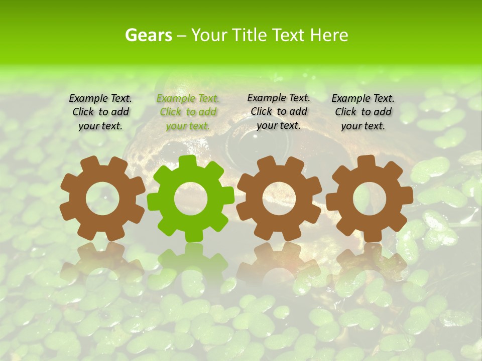 Common Frog (Rana Temporaria) 06 PowerPoint Template