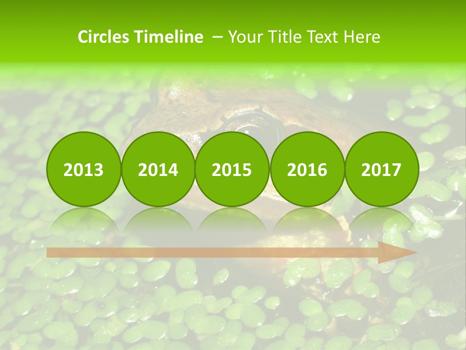 Common Frog (Rana Temporaria) 06 PowerPoint Template