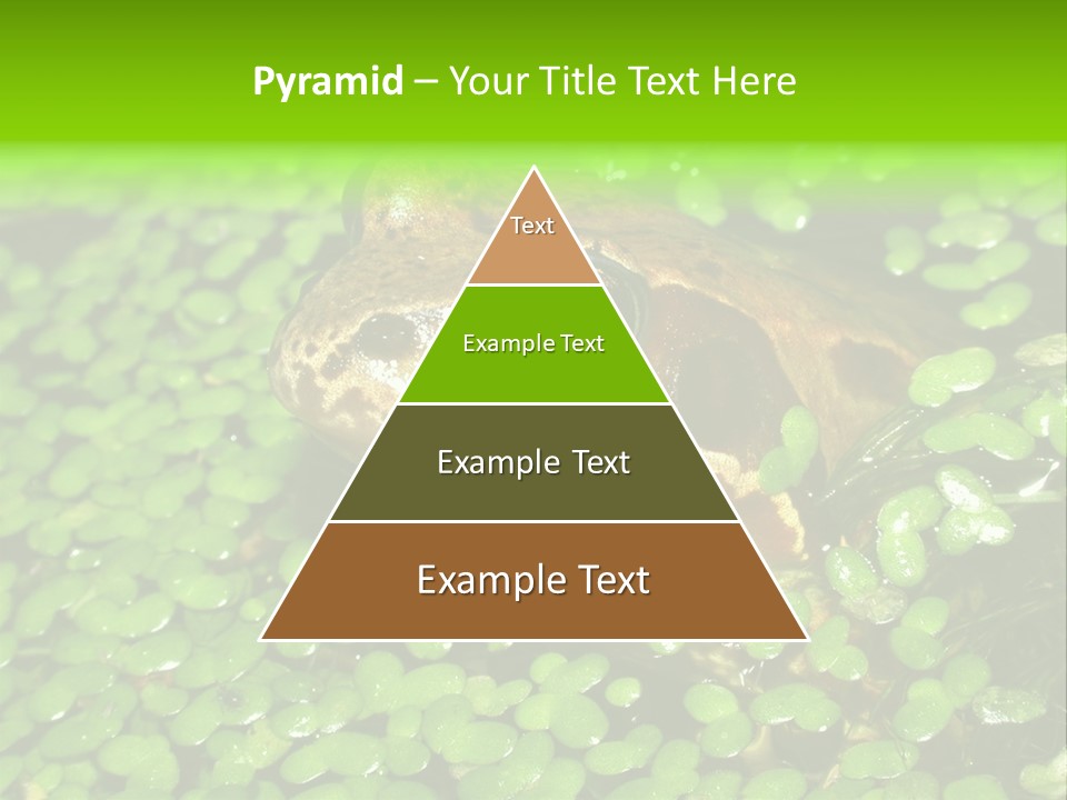 Common Frog (Rana Temporaria) 06 PowerPoint Template