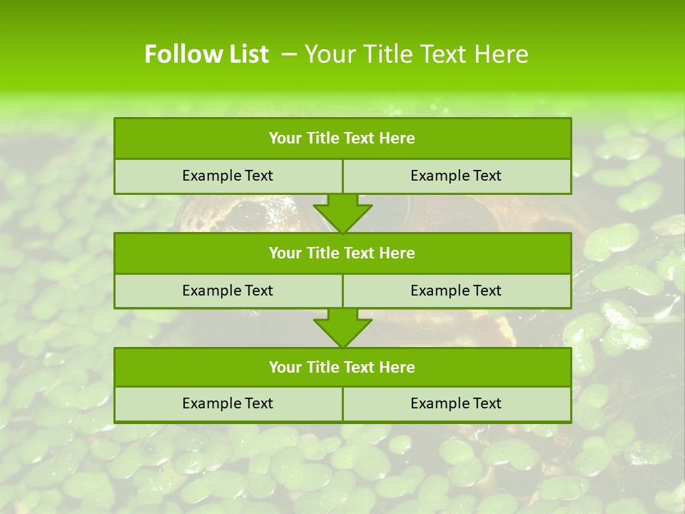 Common Frog (Rana Temporaria) 06 PowerPoint Template