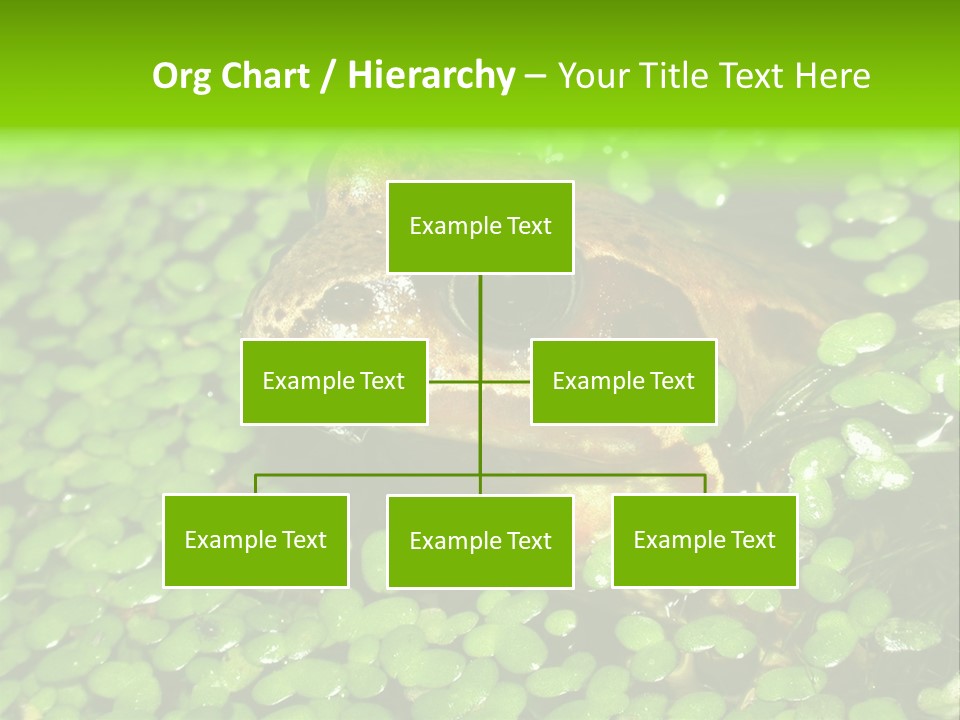 Common Frog (Rana Temporaria) 06 PowerPoint Template