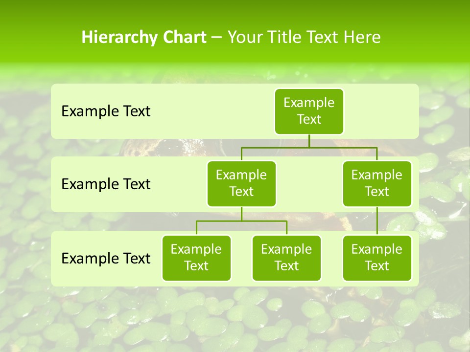 Common Frog (Rana Temporaria) 06 PowerPoint Template