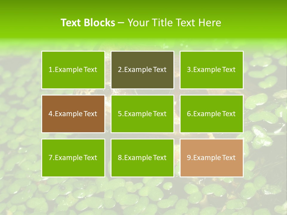 Common Frog (Rana Temporaria) 06 PowerPoint Template