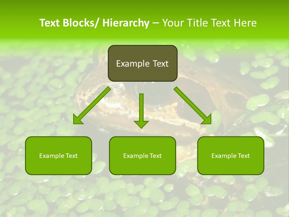 Common Frog (Rana Temporaria) 06 PowerPoint Template