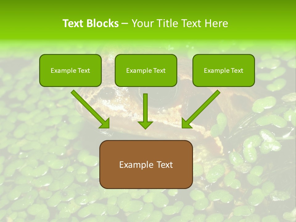 Common Frog (Rana Temporaria) 06 PowerPoint Template