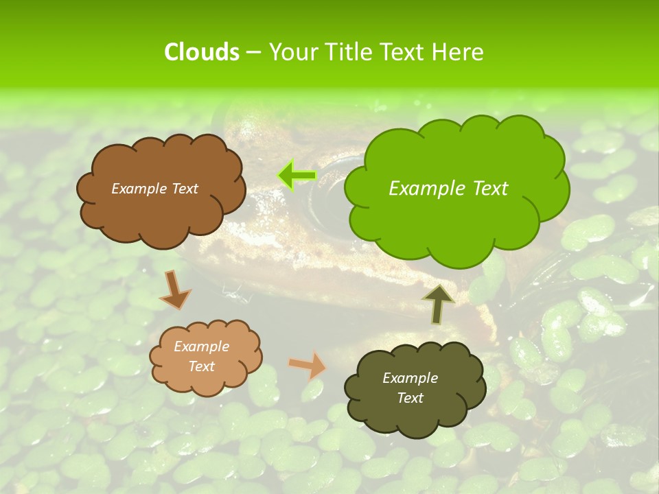 Common Frog (Rana Temporaria) 06 PowerPoint Template
