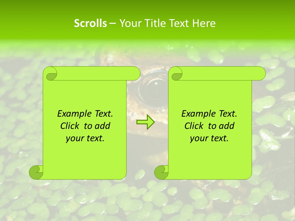 Common Frog (Rana Temporaria) 06 PowerPoint Template