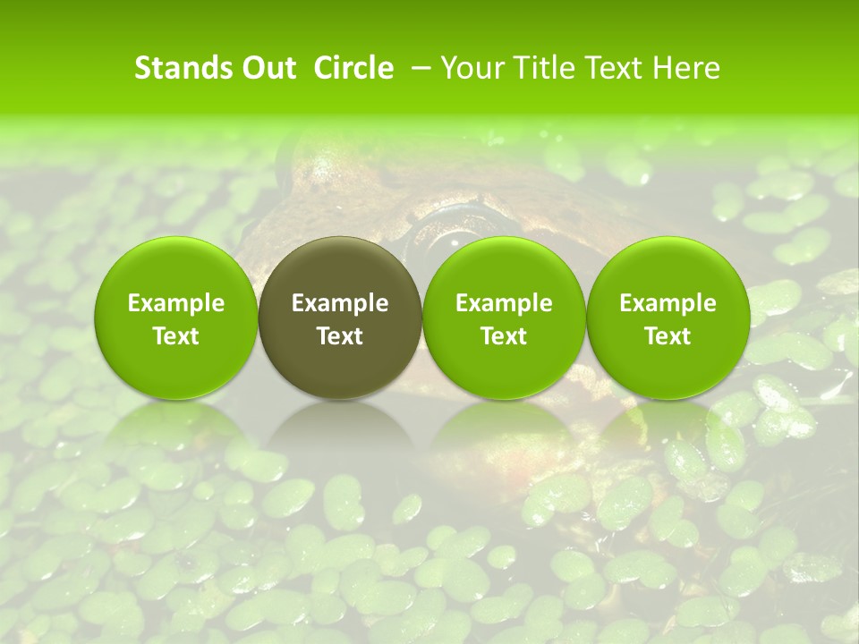 Common Frog (Rana Temporaria) 06 PowerPoint Template