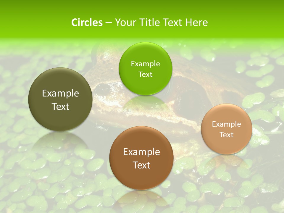 Common Frog (Rana Temporaria) 06 PowerPoint Template