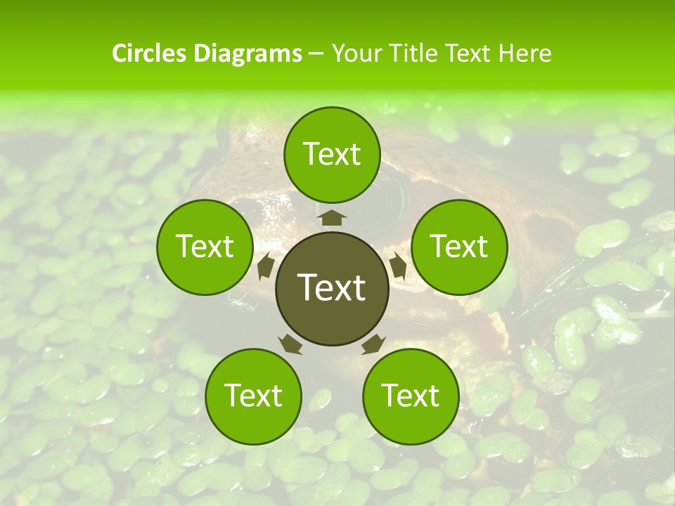 Common Frog (Rana Temporaria) 06 PowerPoint Template