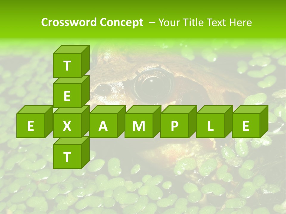 Common Frog (Rana Temporaria) 06 PowerPoint Template