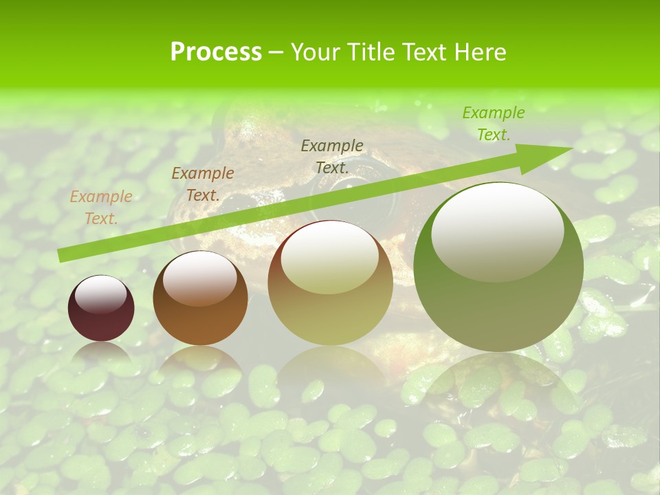 Common Frog (Rana Temporaria) 06 PowerPoint Template