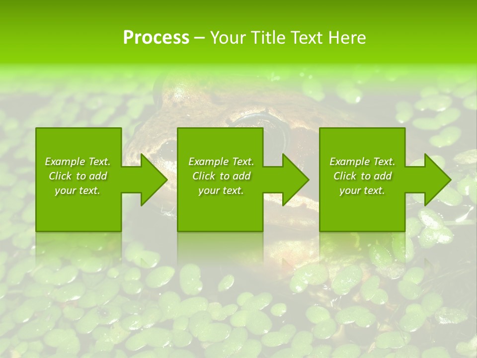 Common Frog (Rana Temporaria) 06 PowerPoint Template