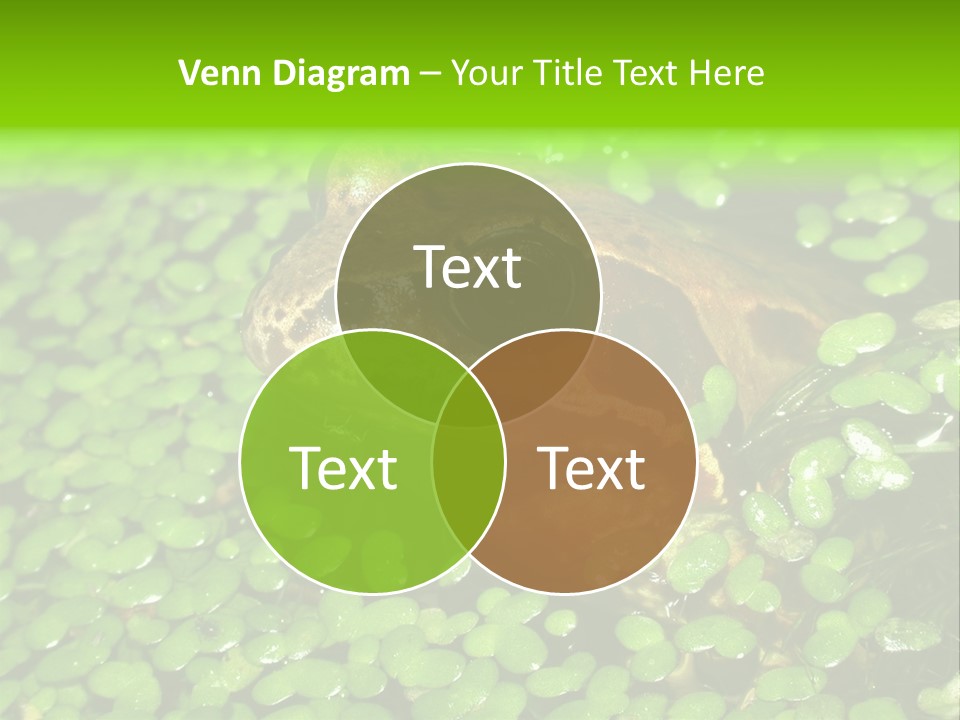 Common Frog (Rana Temporaria) 06 PowerPoint Template