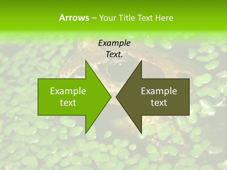 Common Frog (Rana Temporaria) 06 PowerPoint Template