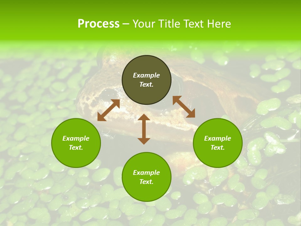 Common Frog (Rana Temporaria) 06 PowerPoint Template