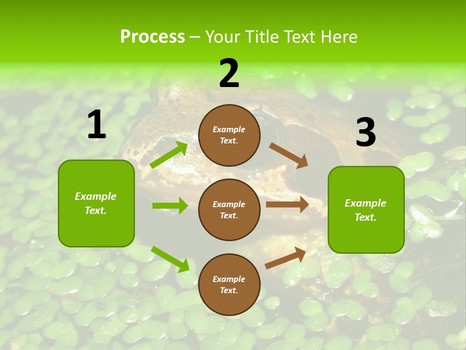 Common Frog (Rana Temporaria) 06 PowerPoint Template