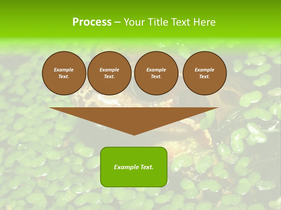 Common Frog (Rana Temporaria) 06 PowerPoint Template