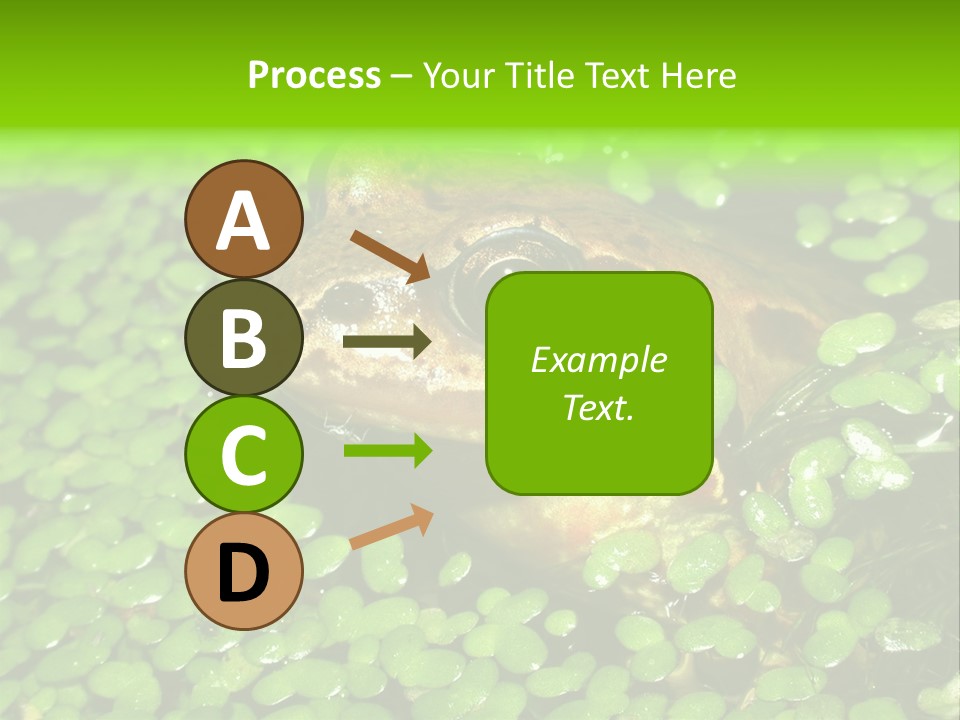 Common Frog (Rana Temporaria) 06 PowerPoint Template