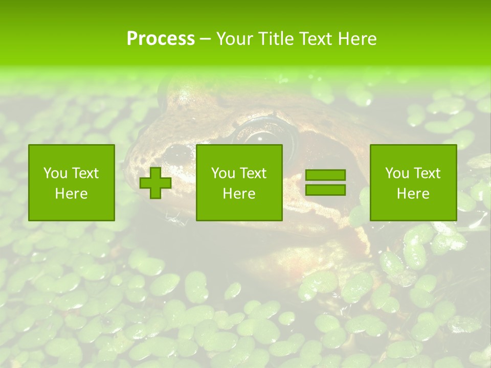 Common Frog (Rana Temporaria) 06 PowerPoint Template