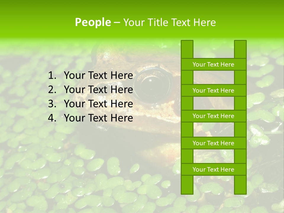 Common Frog (Rana Temporaria) 06 PowerPoint Template