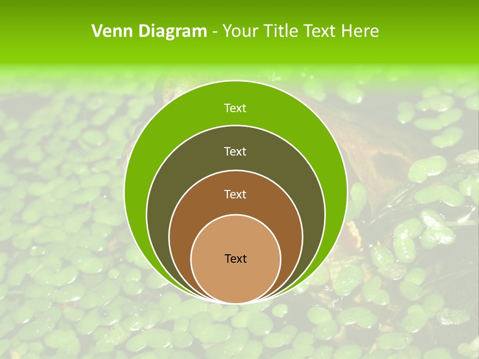 Common Frog (Rana Temporaria) 06 PowerPoint Template
