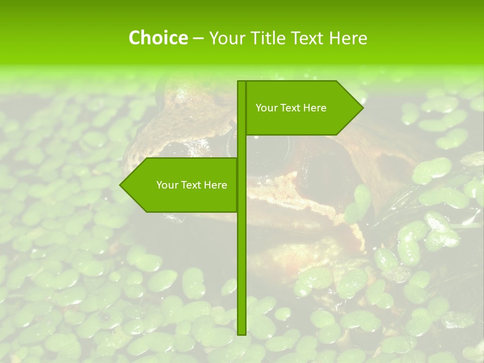 Common Frog (Rana Temporaria) 06 PowerPoint Template
