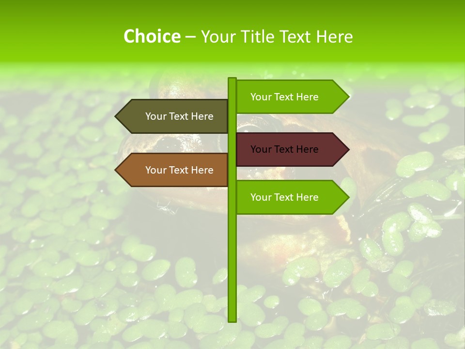 Common Frog (Rana Temporaria) 06 PowerPoint Template