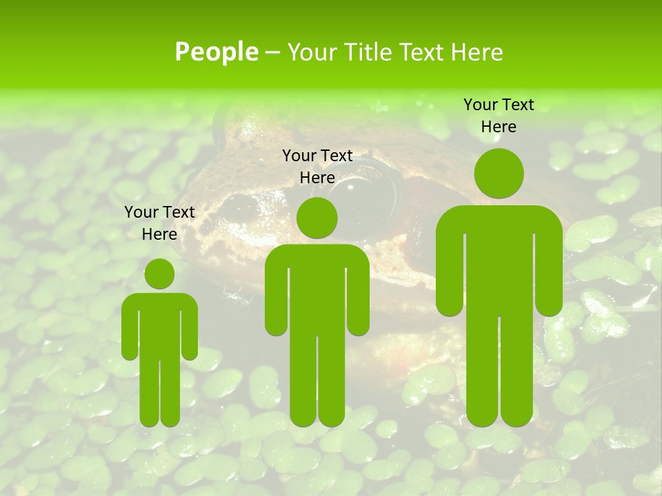 Common Frog (Rana Temporaria) 06 PowerPoint Template