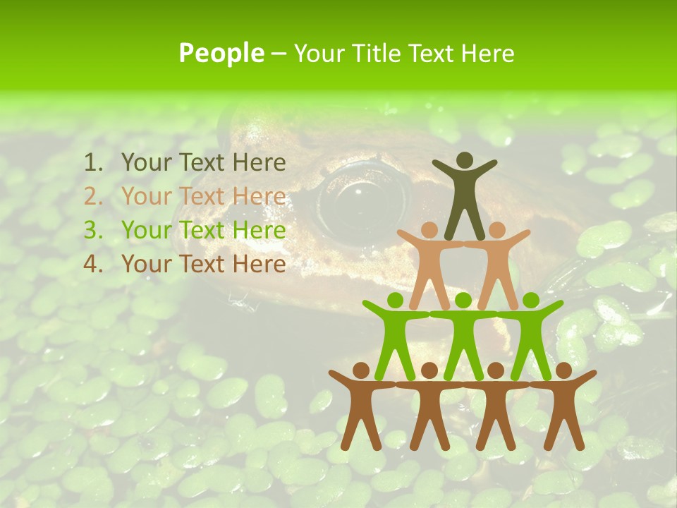 Common Frog (Rana Temporaria) 06 PowerPoint Template