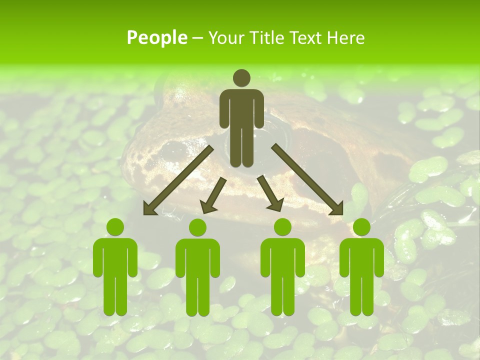 Common Frog (Rana Temporaria) 06 PowerPoint Template