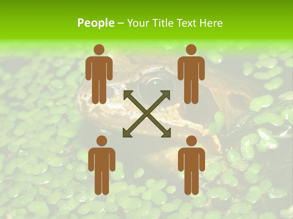 Common Frog (Rana Temporaria) 06 PowerPoint Template