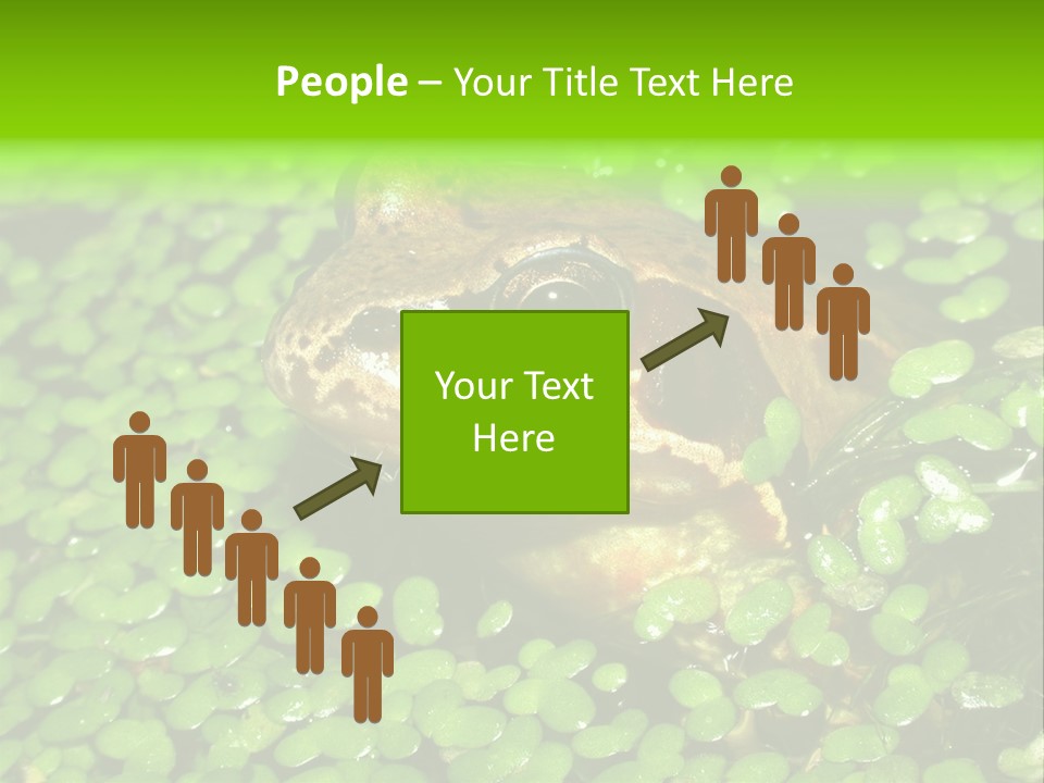 Common Frog (Rana Temporaria) 06 PowerPoint Template