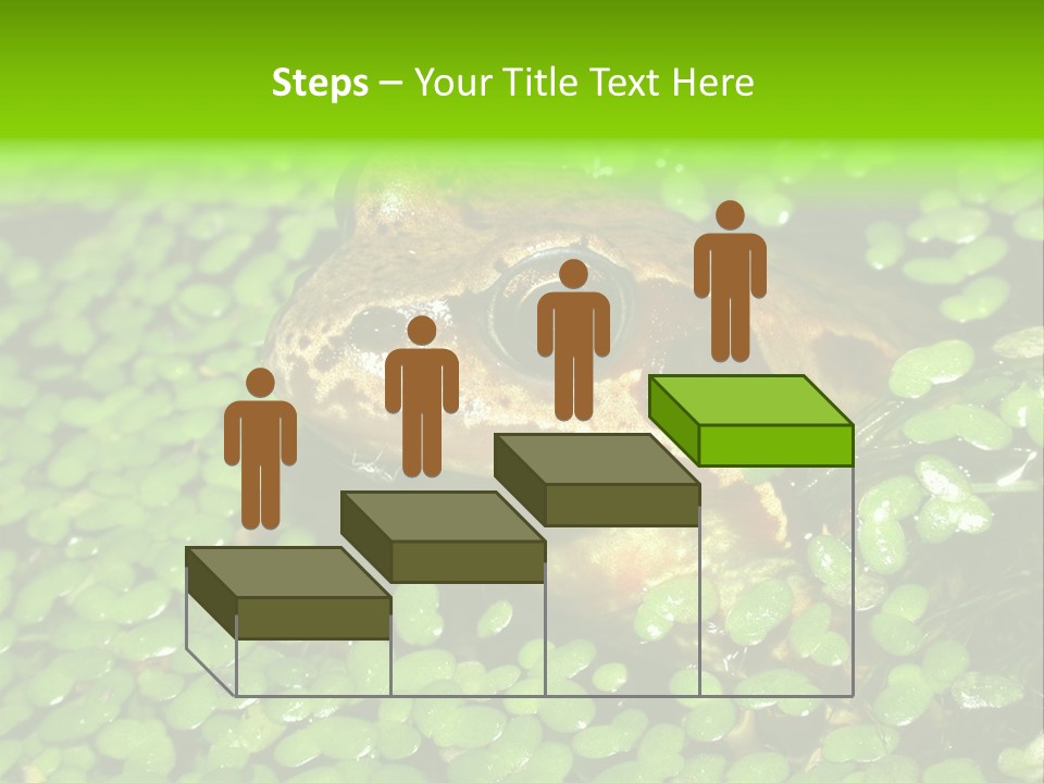 Common Frog (Rana Temporaria) 06 PowerPoint Template