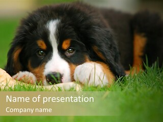 A Trustful Friend. Portrait Of Puppy Bernese Mountain Dog PowerPoint Template
