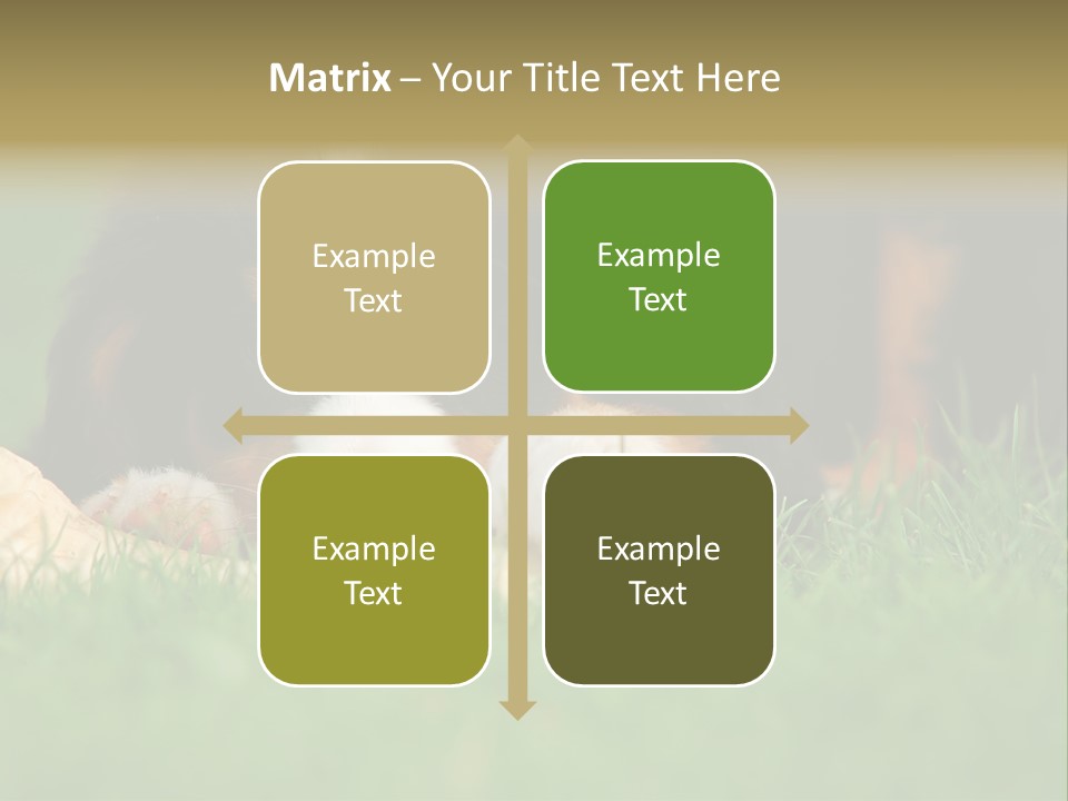 A Trustful Friend. Portrait Of Puppy Bernese Mountain Dog PowerPoint Template