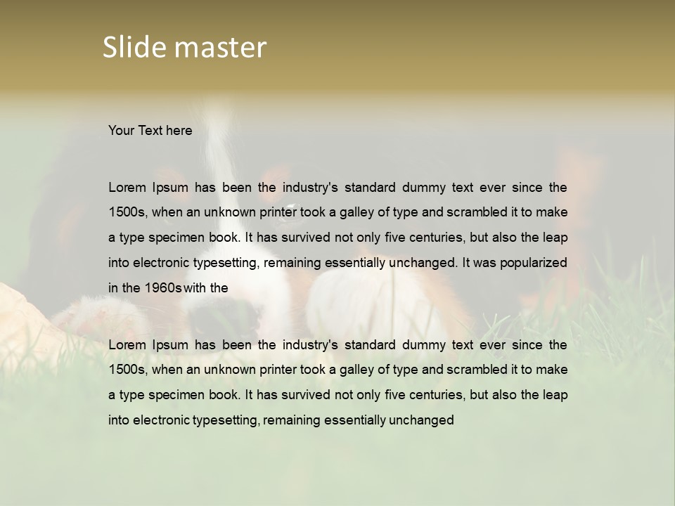 A Trustful Friend. Portrait Of Puppy Bernese Mountain Dog PowerPoint Template