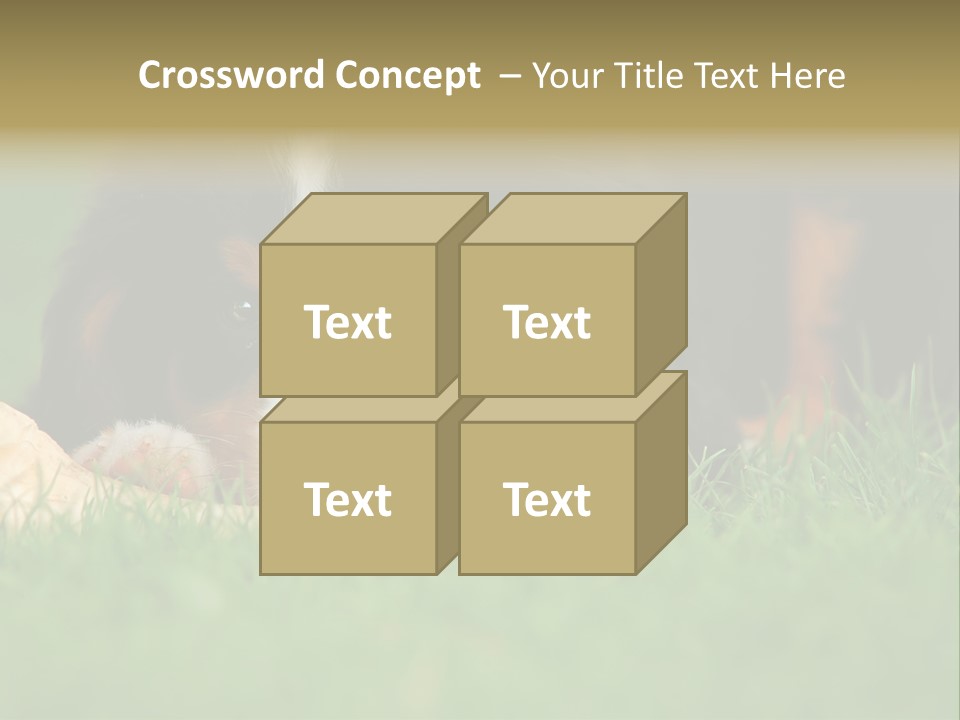 A Trustful Friend. Portrait Of Puppy Bernese Mountain Dog PowerPoint Template