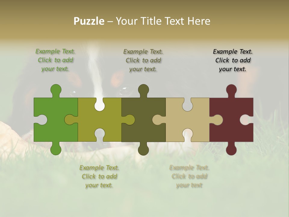 A Trustful Friend. Portrait Of Puppy Bernese Mountain Dog PowerPoint Template