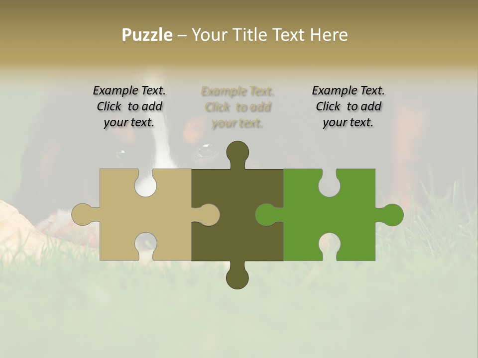 A Trustful Friend. Portrait Of Puppy Bernese Mountain Dog PowerPoint Template