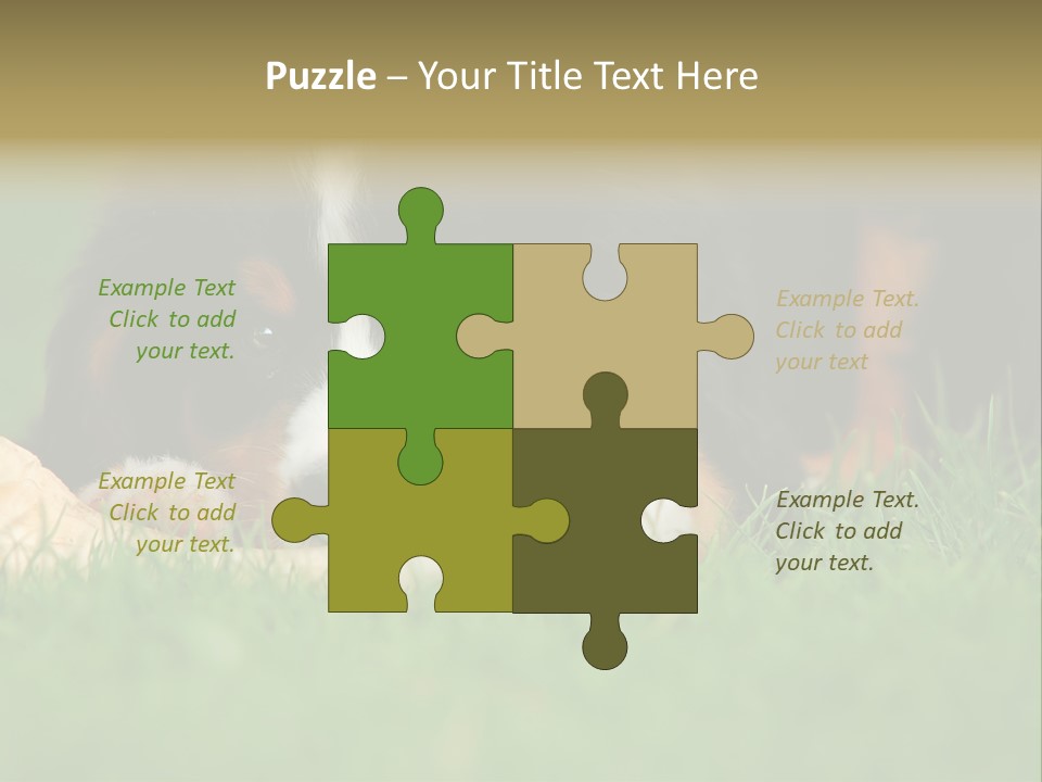 A Trustful Friend. Portrait Of Puppy Bernese Mountain Dog PowerPoint Template