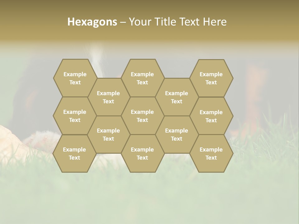 A Trustful Friend. Portrait Of Puppy Bernese Mountain Dog PowerPoint Template