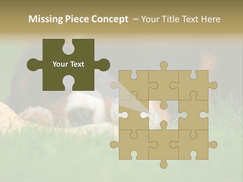 A Trustful Friend. Portrait Of Puppy Bernese Mountain Dog PowerPoint Template