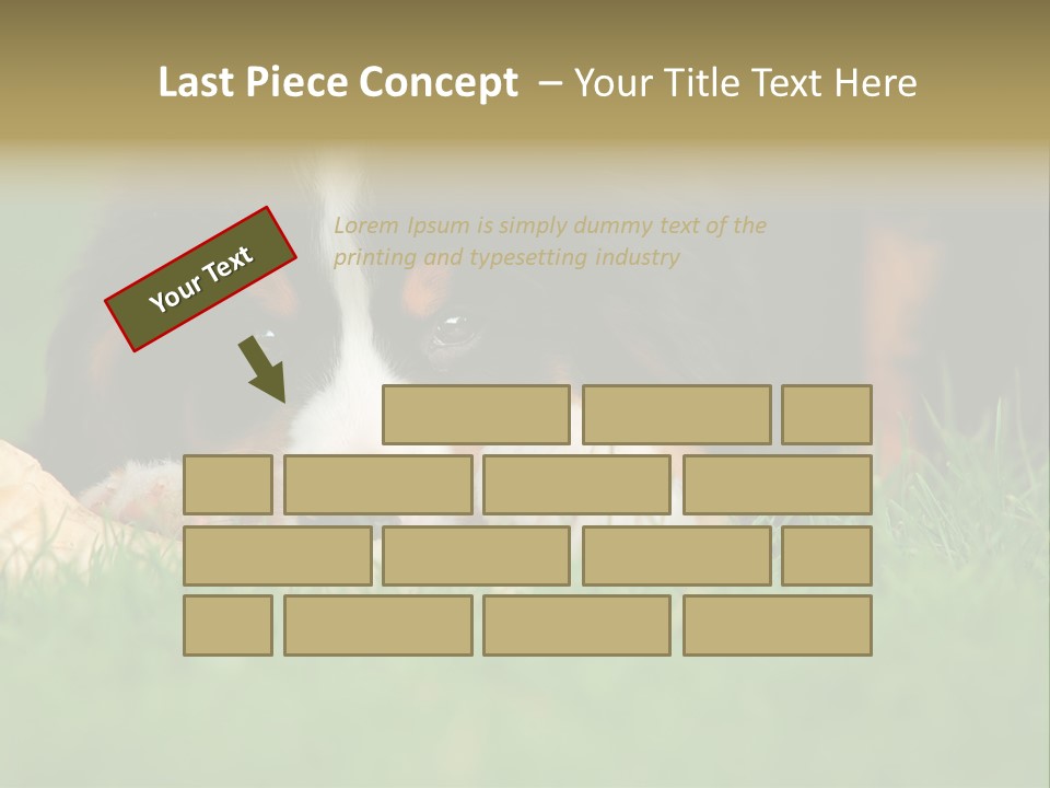 A Trustful Friend. Portrait Of Puppy Bernese Mountain Dog PowerPoint Template