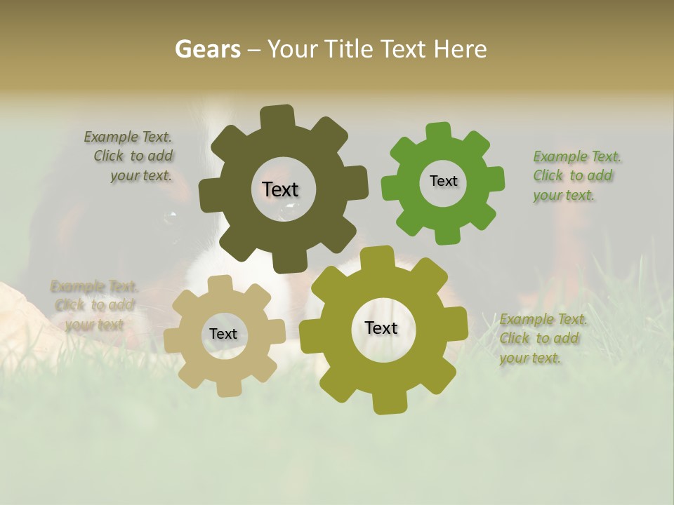 A Trustful Friend. Portrait Of Puppy Bernese Mountain Dog PowerPoint Template