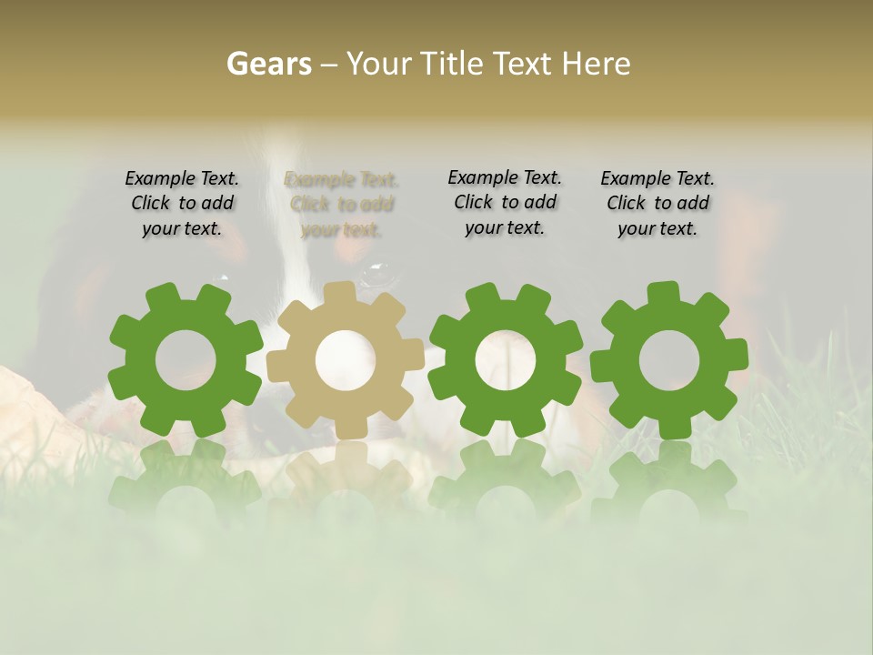 A Trustful Friend. Portrait Of Puppy Bernese Mountain Dog PowerPoint Template