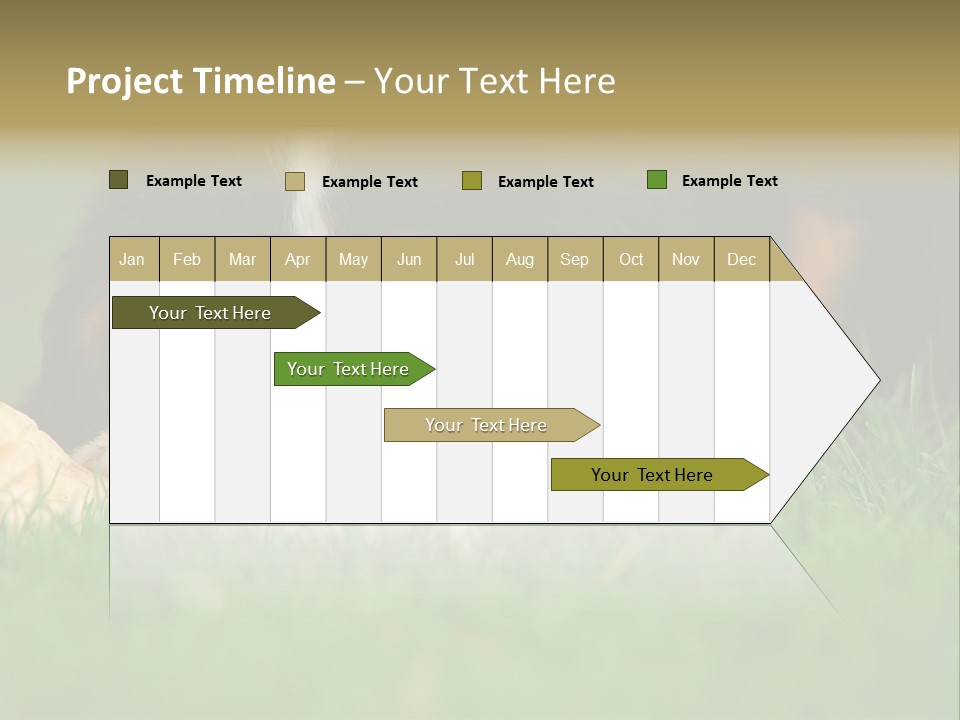 A Trustful Friend. Portrait Of Puppy Bernese Mountain Dog PowerPoint Template