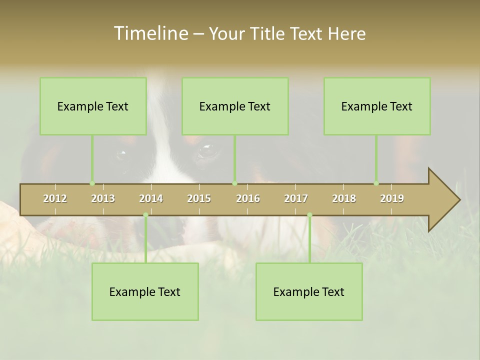 A Trustful Friend. Portrait Of Puppy Bernese Mountain Dog PowerPoint Template